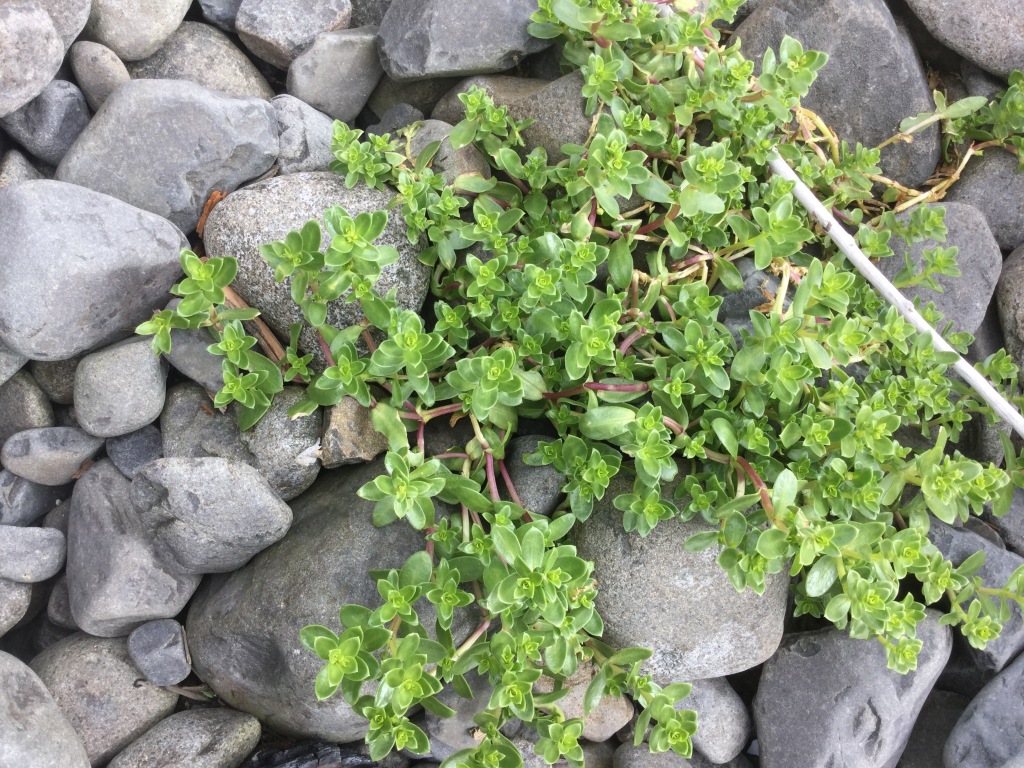 Seabeach Sandwort — Honkenya peploides 2
